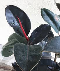 Image result for Ficus elastica