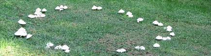 So if you're getting your mushrooms from a reliable source such as your supermarket or farmer's market, both you and your pet can safely eat the mushrooms — once they've been cooked. My Dog Is Eating Mushrooms In The Yard Uf Ifas Extension Orange County