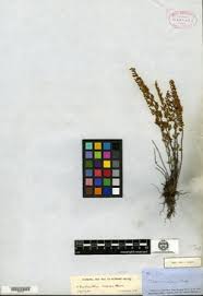 Image result for Hypolepis sparsisora