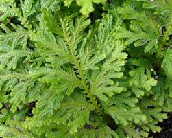 Image result for Selaginella kalbreyeri