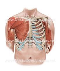 Your rib cage plays an important role in respiration. Superficial And Deep Muscles Of The Shoulder And Rib Cage Medical Stock Images Company
