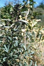 Image result for Ozoroa paniculosa