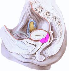 Check spelling or type a new query. Topographische Anatomie