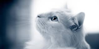 Bei den klönsnacker maine coon finden sie katzen der alten linien mit entsprechendem erscheinungsbild. Fenstersturz Katze Sturz Aus Grosser Hohe Anicura Deutschland