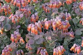 Image result for Kalanchoe latisepala