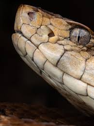 Image result for Astropanax barteri