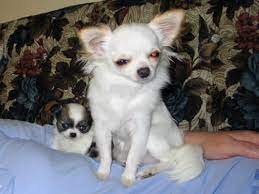 We are an chihuahua breeder located between the austin/dallas areas in texas. Contact Us For Short Long Haired Chihuahuas Lets Look At Some Of The Major Chihuahuas For Sale Teacup Chihuahua Puppies For Sale Chihuahua Puppies Chihuahua