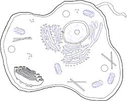 Animalcellcolordraw Gif 22620 Bytes Animal Cell Animal Cell Parts Animal Cell Structure