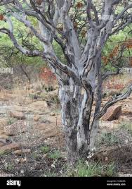 Image result for Ochna pulchra