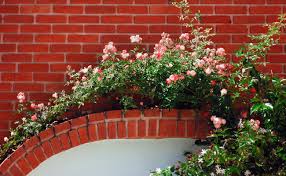 Comment Choisir Une Plante Grimpante Ou L Installer Dans Le Jardin