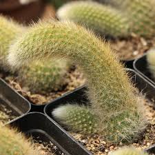 Image result for Cleistochlamys