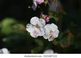 Image result for Chlorophytum macrorrhizum