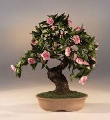Artificial Flowering Camellia Bonsai Tree Bonsai Tree Buy Bonsai Tree Bonsai