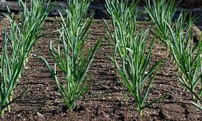 What Are Some Tips To Growing Garlic In An Aquaponic System Quora