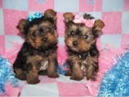 This teacup yorkie was born only minutes before this picture was taken. Tea Cup Yorkie Puppies For Sale Animals Dallas Texas Announcement 87686