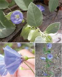 Image result for Jacquemontia