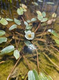 Image result for Ottelia ulvifolia