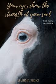 We did not find results for: Inspirational Horse Quotes To Spark Joy Mahima Rides