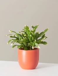 Here i am with 1 of my christmas cactus in my side garden giving you some blooming tips: Zygocactus Christmas Cactus Holiday Indoor Plants Houseplants For Delivery The Sill Christmas Cactus Zygocactus Winter Plants