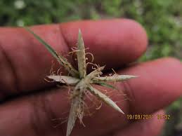 Image result for Cyperus niveus