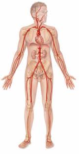 Blood flows throughout the body tissues in blood vessels, via bulk flow (i.e., all constituents together and in one direction). Https Www Pearson Com Content Dam One Dot Com One Dot Com Us En Higher Ed En Custom Product Marieb Essentials Of A 26p 12e Pdf Marieb12e Ch11 Pdf