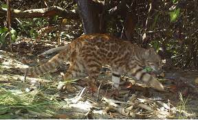 The pampas cat is a small wild cat native to south america, it is listed as near threatened on the iucn red list. Pampas Cats Of Peru International Society For Endangered Cats Isec Canada
