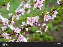 To grow peaches, the trick is to choose a type that will fit with your climate. Pink Flowers Peach Image Photo Free Trial Bigstock