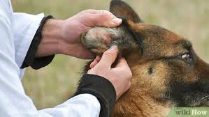 If you cut a leaf and use part of it, store the rest of it in the refrigerator. 4 Ways To Soothe A Dog S Itchy Ears Wikihow