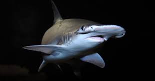 Tiburón golfers enjoy unique stacked sod wall bunkers, coquina shell waste bunkers and the absence of conventional rough. Mtocirhfvhncrm