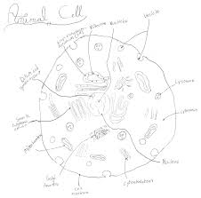 Our veterinarians and staff are committed to providing your pet with the most compassionate and advanced health care available. File Animal Cell Diagram Png Wikimedia Commons