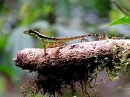 Image result for Anagallis gracilipes