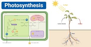 The starting reactants in cellular respiration are glucose and oxygen. Photosynthesis Definition Equation Steps Process Diagram
