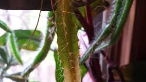 Suitable for hanging baskets or to be trained on walls or tree trunks. Dog Tail Cactus Selenicereus Testudo Disease