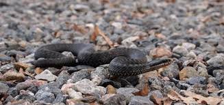 I have made a video about this facinating creature. Norsk Forstehjelp 0 Informasjon Om Huggormbitt