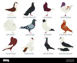 36 English Carrier Pigeon Ideas | Pigeon, Pigeon Breeds, Pigeon Pictures