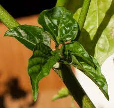Peppers will also grow slowly due to improper watering, soil problems, or transplant shock. How And When To Water Chili Pepper Plants The Chili Life