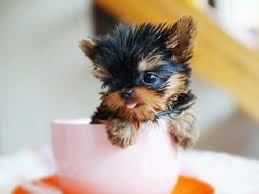 One, you have to choose if you prefer giving wet or dry food. How Much Teacup Dogs Cost Novocom Top