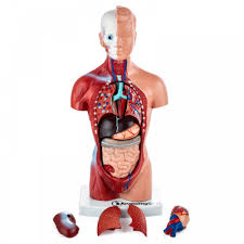 The muscles of the abdomen protect vital organs underneath and provide structure for the spine. Budget Mini Torso Model 15 Part Xc 203 Little Joe Miniature Organs