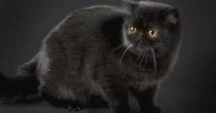 Black And White Persian Cat Short Hair Pin On Exotic Short Hair Cats