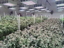 Do led grow lights yield more? Black Dog Led