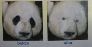 Dark Circles Under Eyes Haha Pandas Still Have Dark Circles Even Though They Sleep All The Time But I Wouldn T Panda Bear Dark Circles Under Eyes Panda