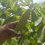 Image result for Isoberlinia doka