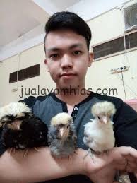 Ayam serama adalah ayam hias yang populer, dengan ukuran yang mungil tapi memiliki bentuk tubuh yang indah. Telur Ayam Polan Sukses Di Tetaskan Mas Erwin Di Palembang