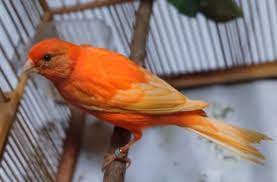 Pin By Majalahlovebird Net On Majalahlovebird Net In 2021 Kenari Burung Penuaan