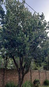 Image result for Syzygium cordatum