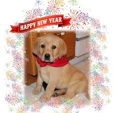 Black lab, red lab, chocolate lab, silver lab, charcoal lab, silver lab, yellow lab puppies. Silver Creek Labs Home Facebook