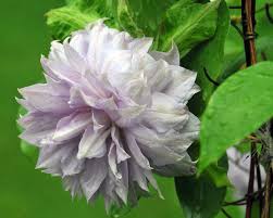 Clematis doctor ruppel early large flowered clematis. Buy Hirt 27s Gardens Belle Of Woking Clematis Vine Double Flower Pink To Silvery Mauve 25 Pot Online At Low Prices In India Amazon In