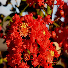 Water the dynamite crape myrtle when the top 1 inch of soil becomes dry. Dynamite Crape Myrtle Tree Form Buy At Nature Hills Nursery