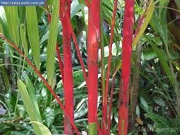 Check spelling or type a new query. Red Palm Tree For Sale Philippines 4554935 Palm Trees For Sale Red Palm Palm Trees