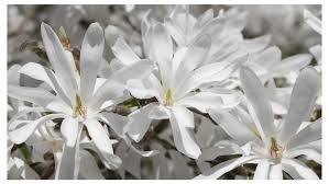 We grow this fragrant vine on our gazebo, and by fall, the gazebo disappears in a froth of fragrant white blossoms. Sweetly Scented Shrubs Zones 8 10